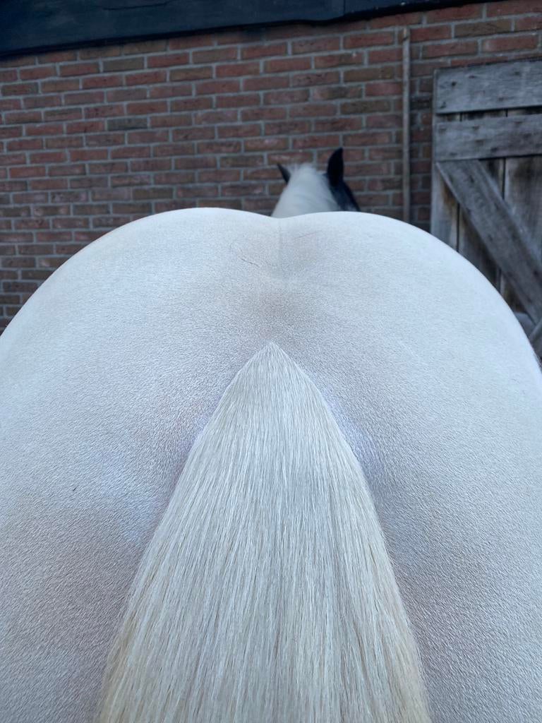 Paarden & Pony’s scheren