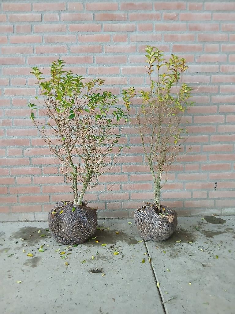 Ligustrum ovalifolium Little Green Diamond, Ophalen, Liguster, Haag, Minder dan 100 cm