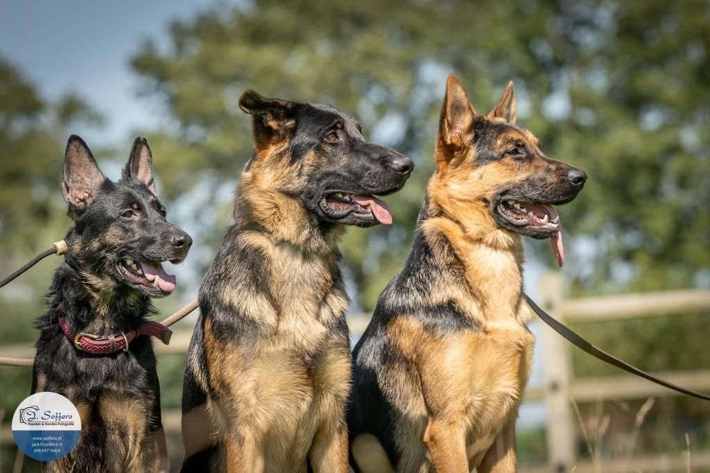 Hondentraining, Training of Cursus