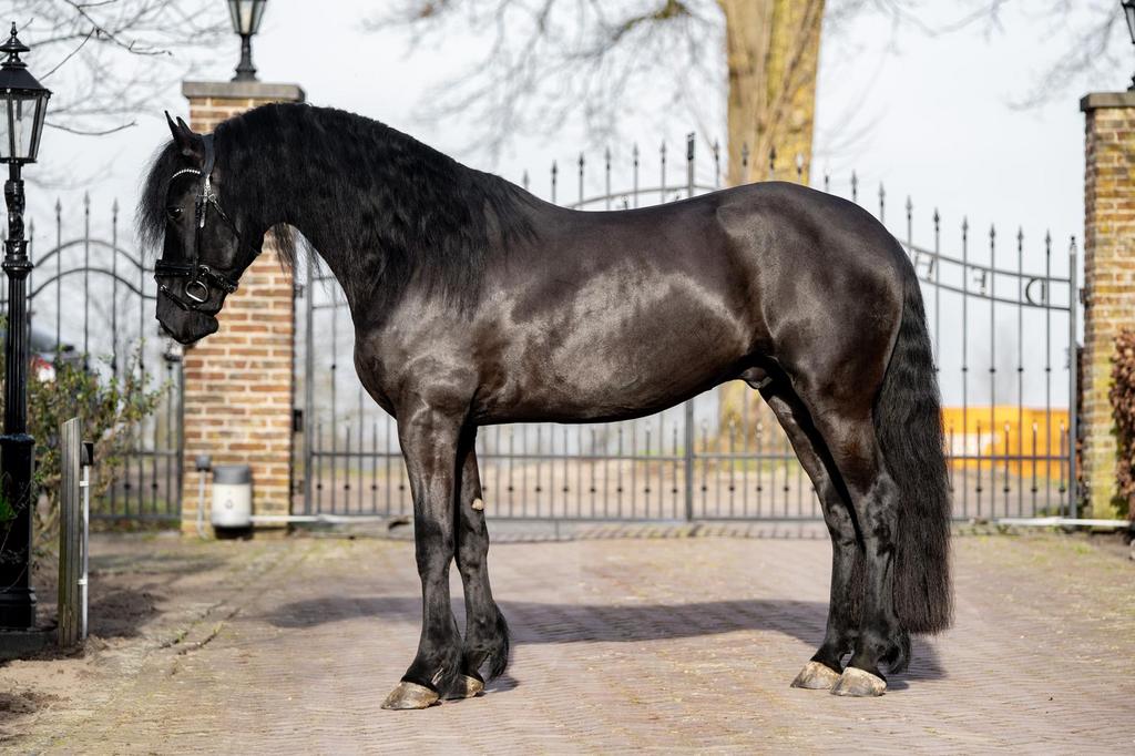 PYTER FB35 ter dekking🎉 ACTIE 🎉, Dieren en Toebehoren, Paarden en Pony's | Dekhengsten en Fokmerries, Hengst
