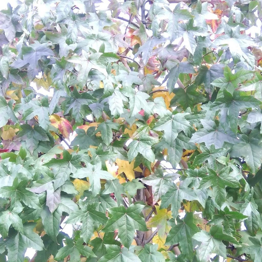 Liquidambar worplesdon| Leiamberboom | Amberboom leiboom, Ophalen of Verzenden, Zomer, Leiboom