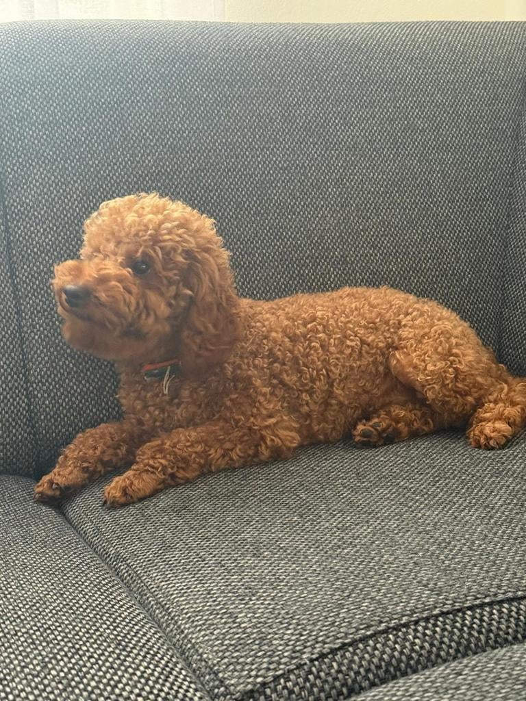 Dekreu Toy poedel, Reu, 1 tot 2 jaar, Eén hond, Nederland