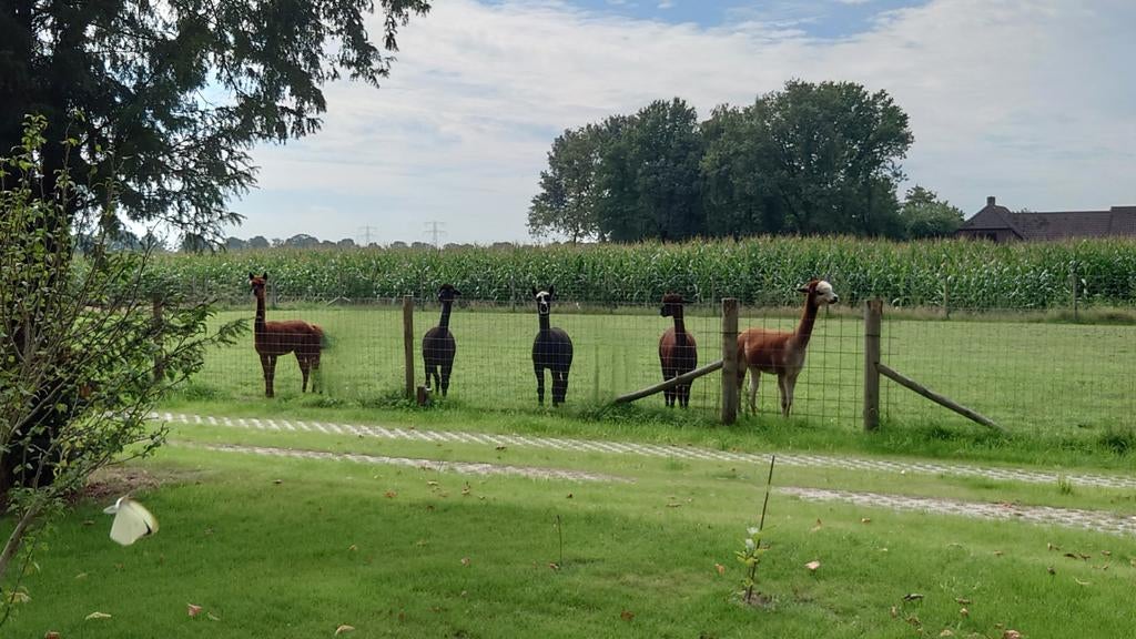 Groepje alpaca's, Dieren en Toebehoren, Stalling en Weidegang