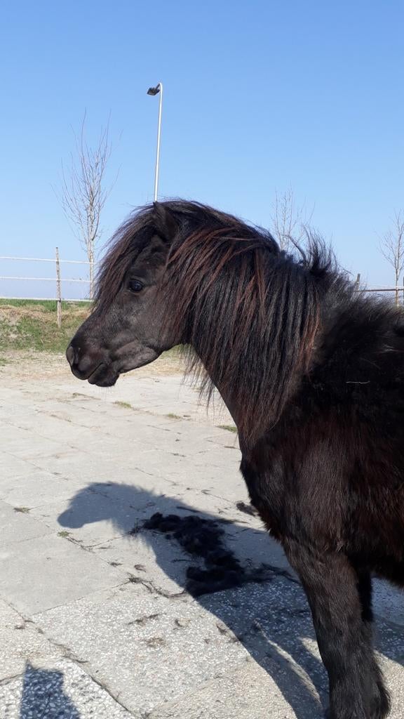 Paarden en pony's scheren