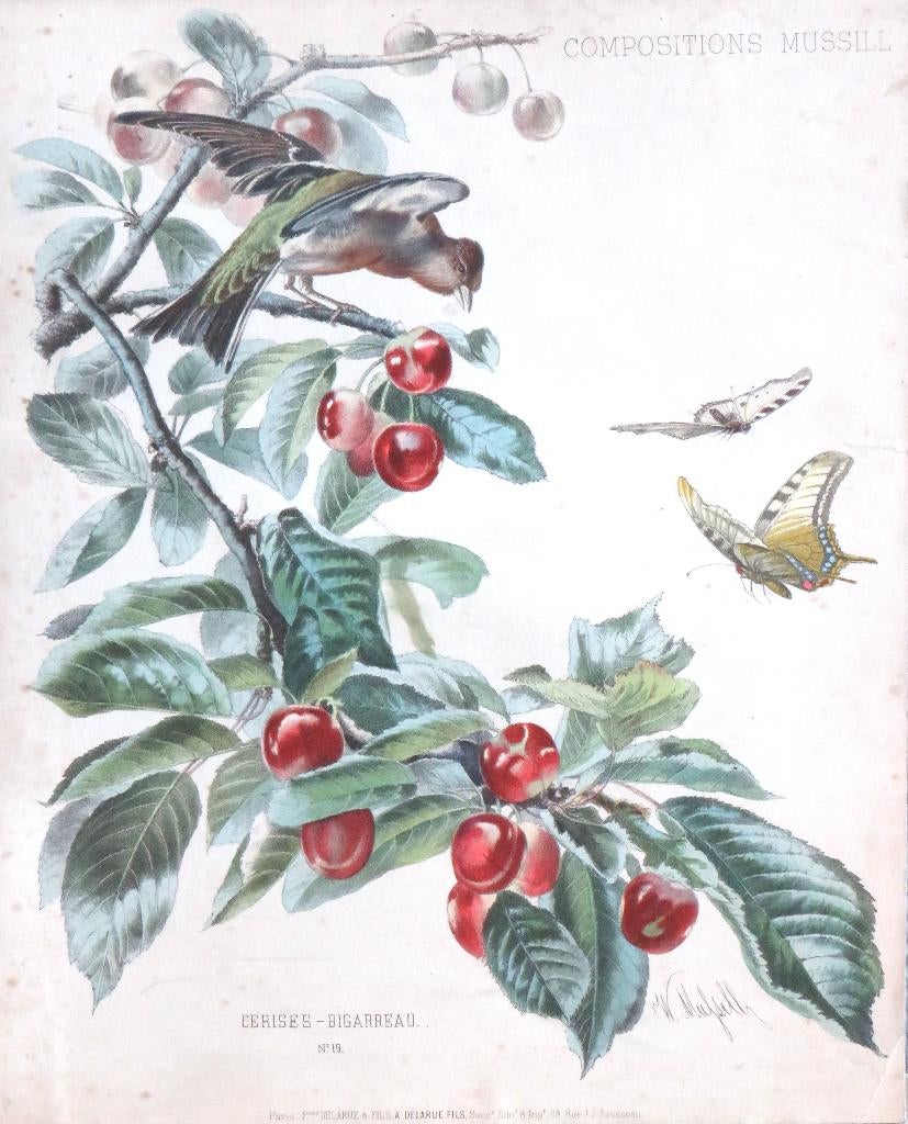 Antieke botanische prent William Mussill , Paris 1870, Ophalen of Verzenden