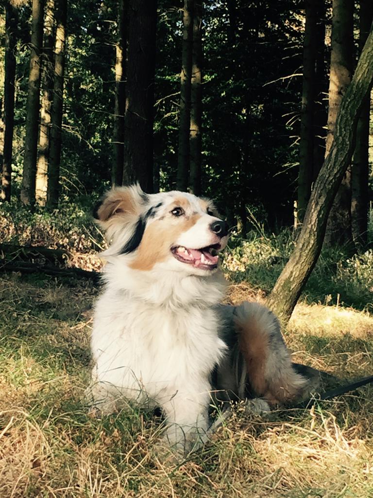 GEZOCHT: maatje voor Koshka, 6 jaar of ouder, Overige rassen, Teef, Parvo