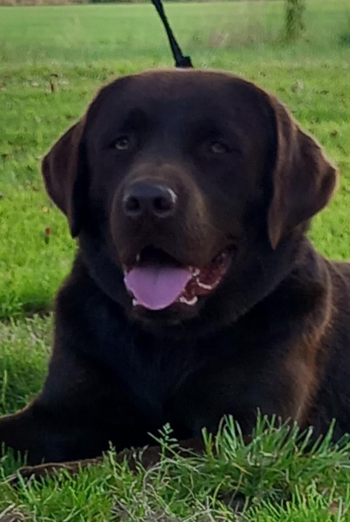 Labrador reu choco bruin LABRADOR Dekreu GROOT, Dieren en Toebehoren, Reu, 1 tot 2 jaar, Parvo, Eén hond