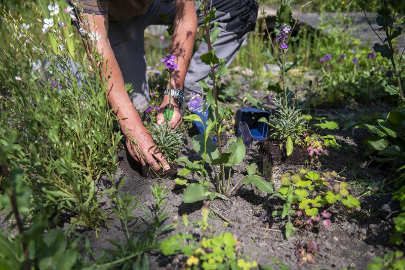 Hovenier omgeving bavel, Tuin en Terras, Ophalen of Verzenden, Zomer, Volle zon, Overige soorten