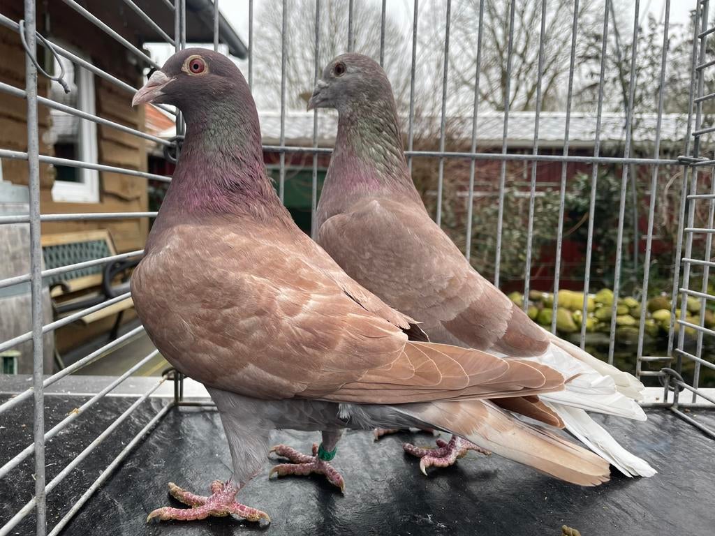 Rode Postduiven, Dieren en Toebehoren, Meerdere dieren, Postduif
