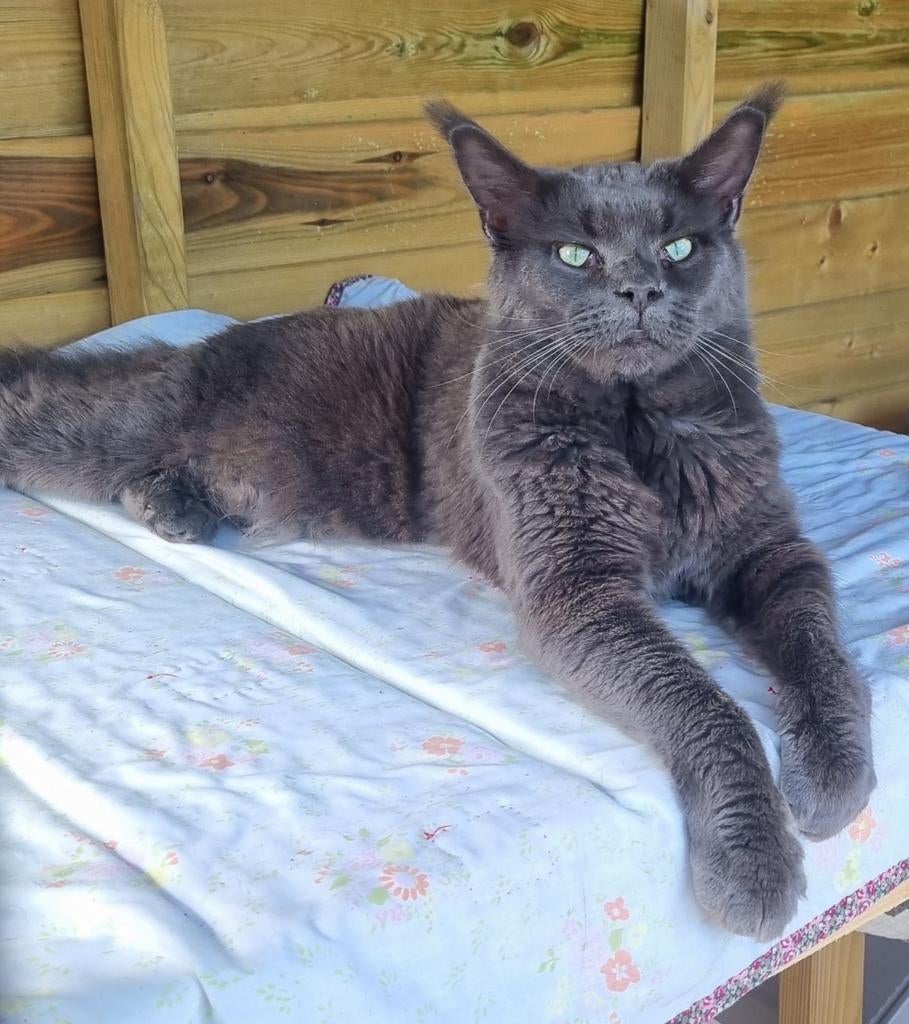 Maine coon dekkater blue solid uit Rusland met stamboom