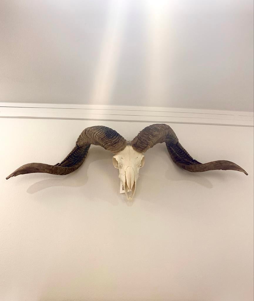 Ram schedel met hoorns, Ophalen, Nieuw