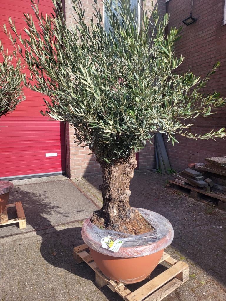 Oude grillerige olijfbomen ! Actie, Volle zon, Ophalen of Verzenden, 100 tot 250 cm, Olijfboom