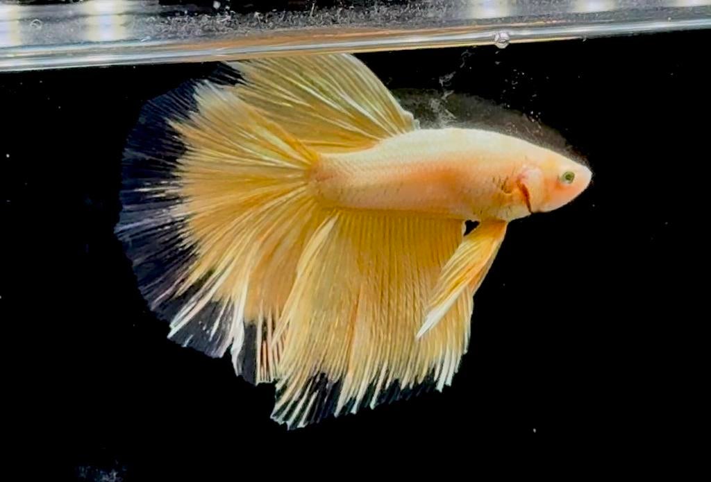 Betta Halfmoon Gold, Vis