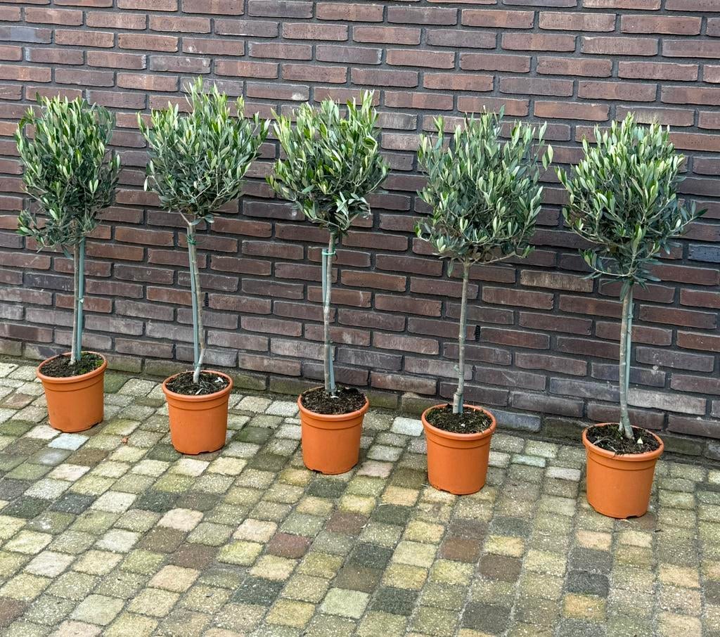 Verse olijfboompjes, Tuin en Terras, Ophalen, Eenjarig, Groenteplanten, Volle zon