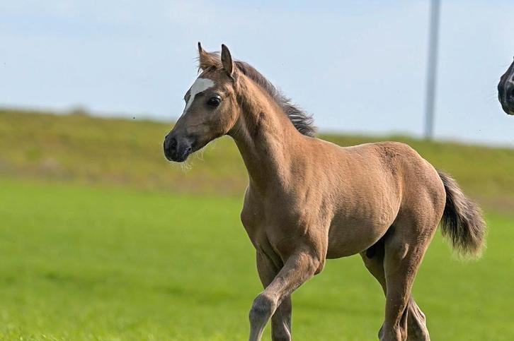 Hulp dierverzorging gezocht in Brummen!, Verzorging of Verzorgpony's