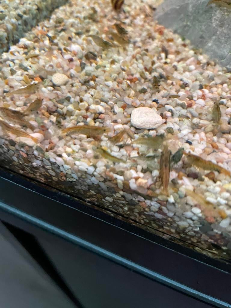 Mix Garnalen div door elkaar, Dieren en Toebehoren, Vissen | Aquariumvissen, Kreeft, Krab of Garnaal