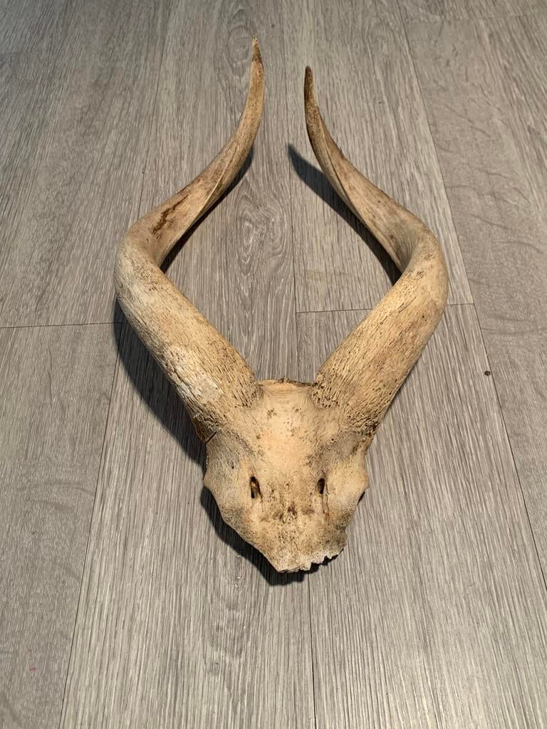 Kudu schedel., Ophalen, Zo goed als nieuw, Schedel