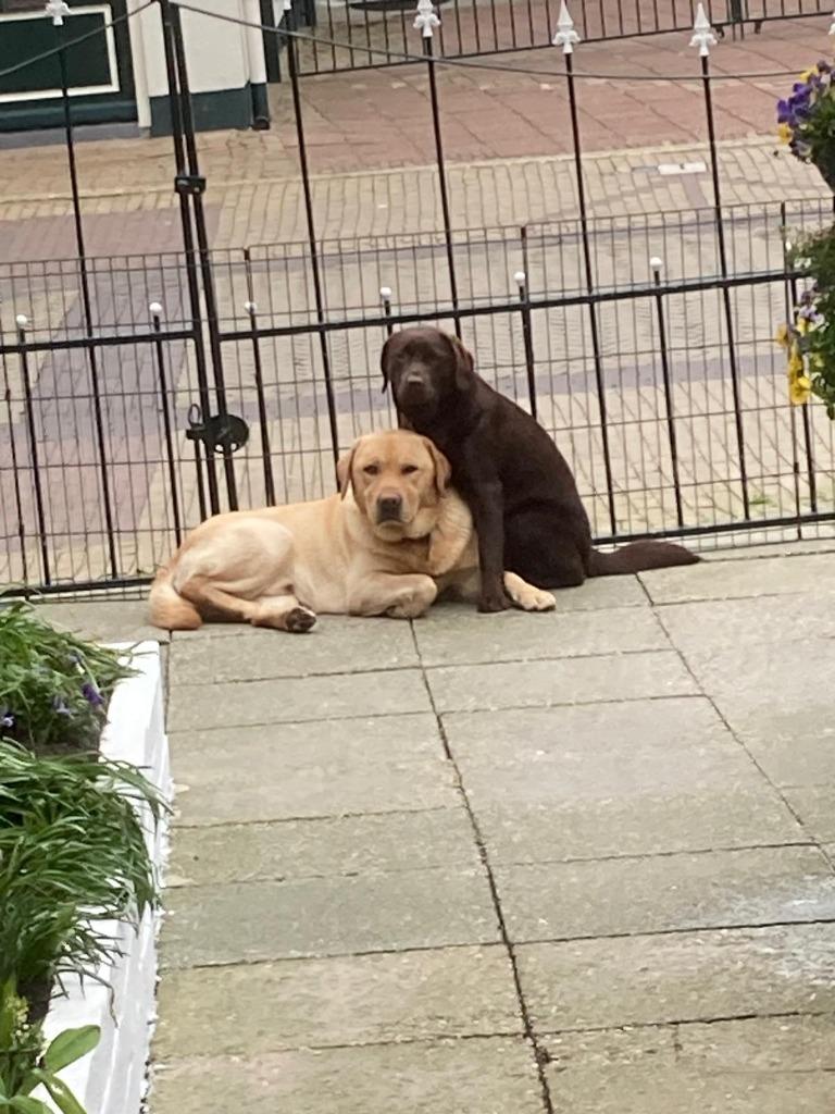 Dekreu labrador, Dieren en Toebehoren, Honden | Dekreuen, Reu, Parvo, Eén hond, 3 tot 5 jaar
