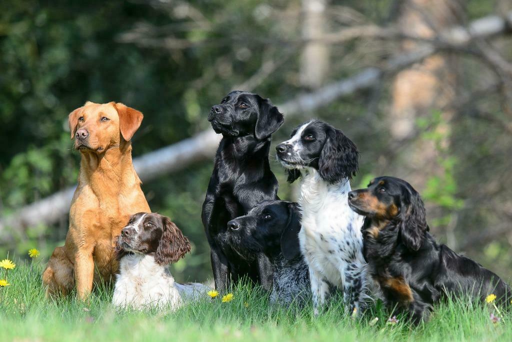 De Hagemors Jachthonden, Training of Cursus