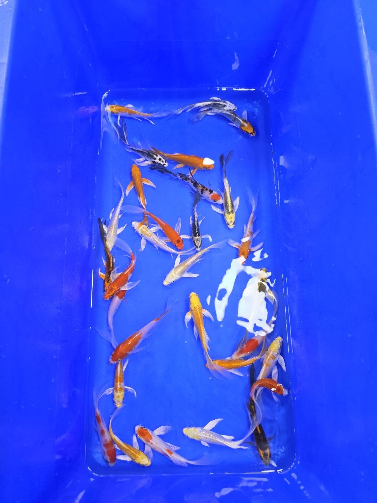 Israel Butterfly koi 12-15 cm, Karper of Koi