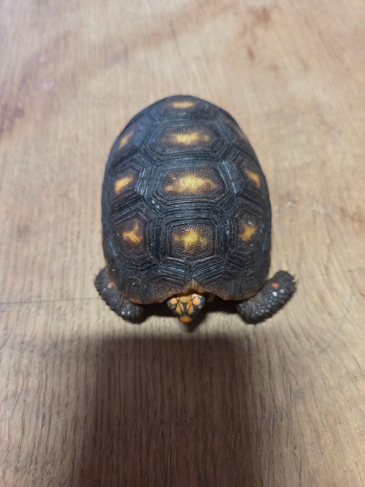 kolenbrander landschildpad Tortoise photo 2