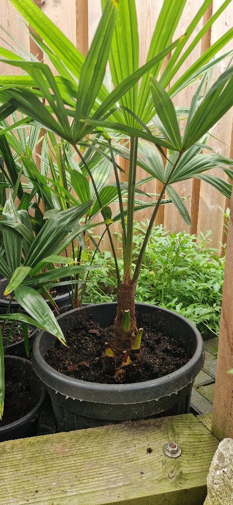 Foto 11 van Trachycarpus Fortunei    AANBIEDING