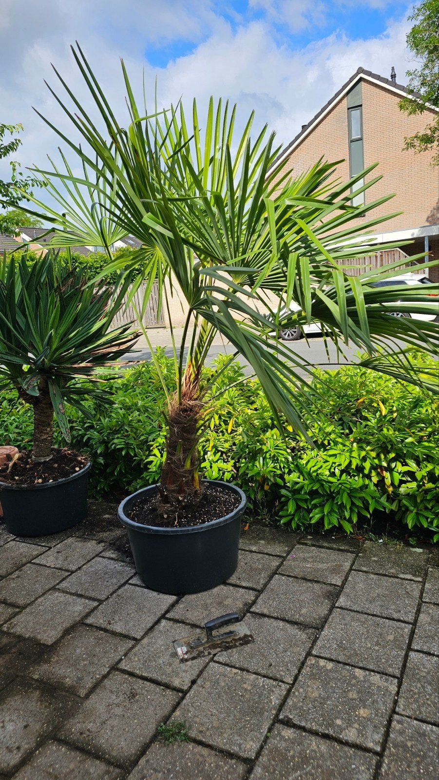 Palmboom Trachycarpus fortunei, Tuin en Terras, Planten | Bomen, 100 tot 250 cm, Zomer, Palmboom, Ophalen
