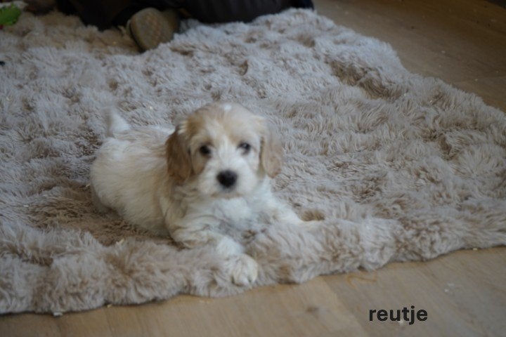 Mooie medium spaniel x labradoodle pups., Nederland, Parvo, 8 tot 15 weken, Eén hond