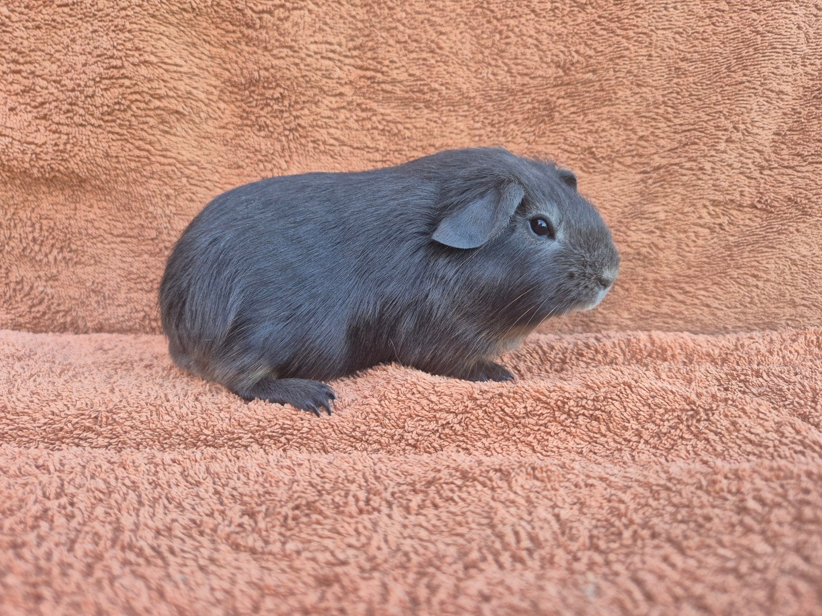 Blauw tan gladhaar Deens blauw gijs antraciet tam lief vrouw, Dieren en Toebehoren, Knaagdieren, Cavia, Juni, Vrouwelijk, Tam