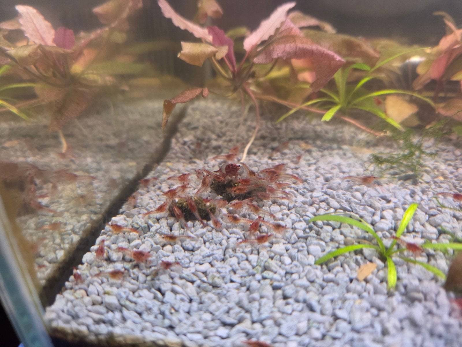 Neocaridina Rode rili garnalen. per 10 stuks, Dieren en Toebehoren, Kreeft, Krab of Garnaal