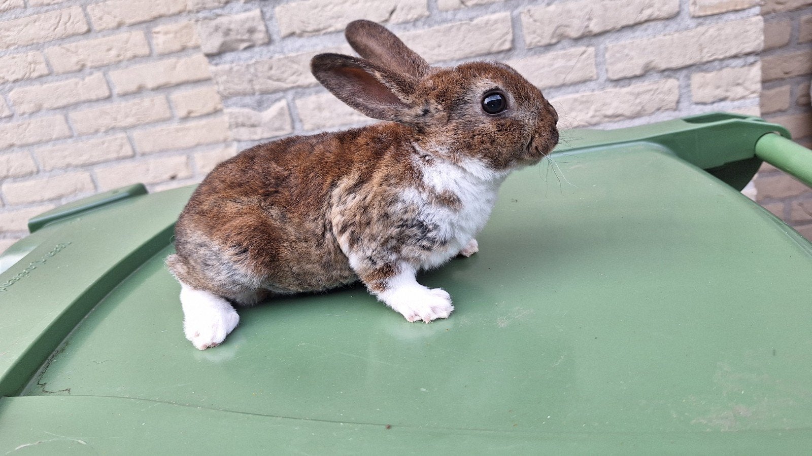 voedster rex dwerg, Dieren en Toebehoren, Konijnen, Vrouwelijk, Dwerg