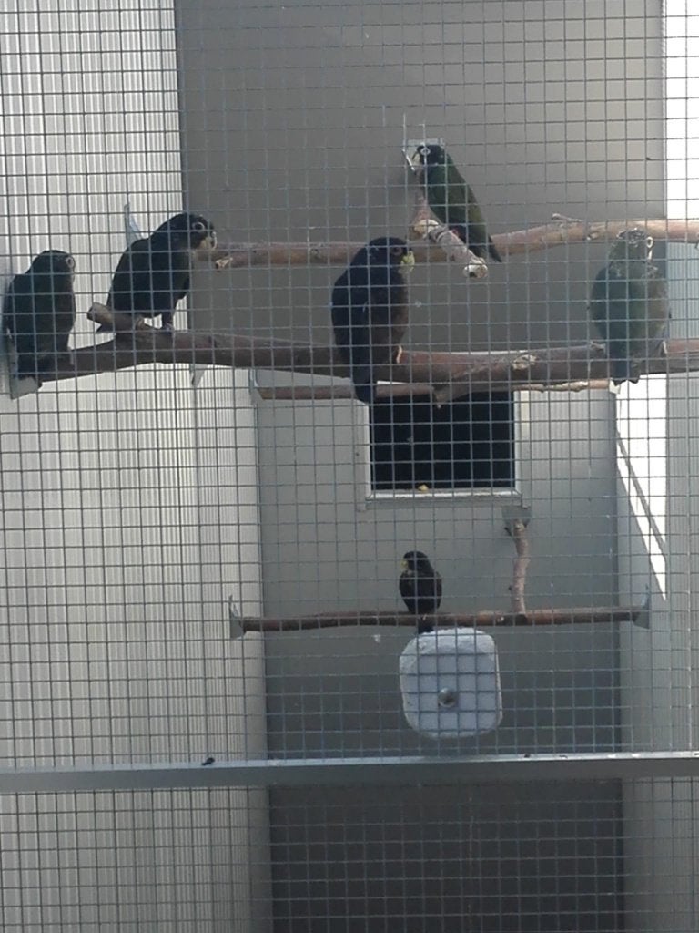 3 Pionus Bronsvleugel-papegaaien voor 325 euro., Mannelijk, Papegaai