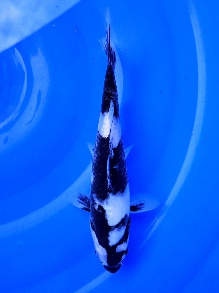 Ogata HQ tosai| Tosai vissen, Dieren en Toebehoren, Karper of Koi