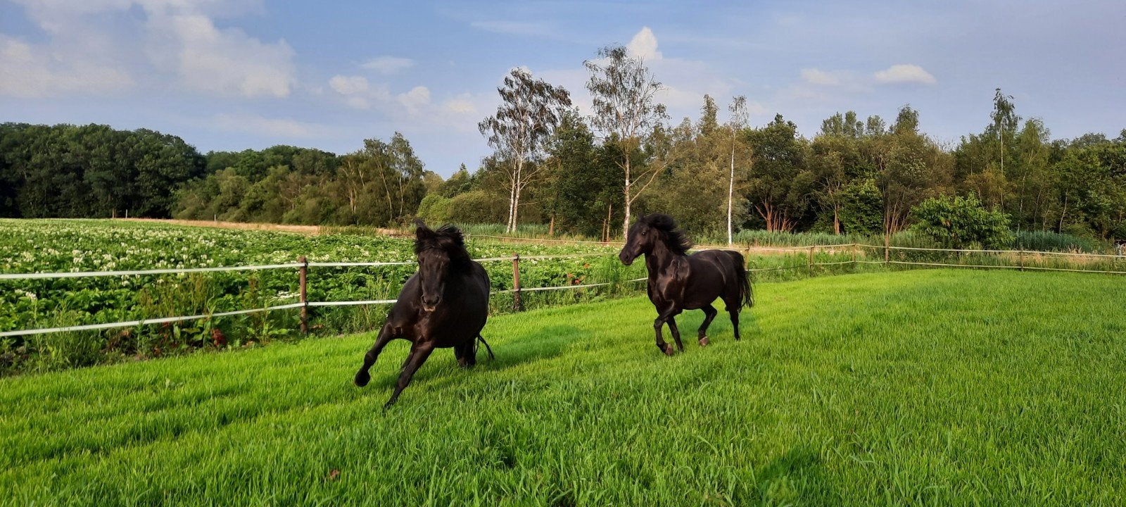 Plek bij ons aan huis, voor lieve verzorgster of pony, Dieren en Toebehoren, Weidegang, 1 paard of pony