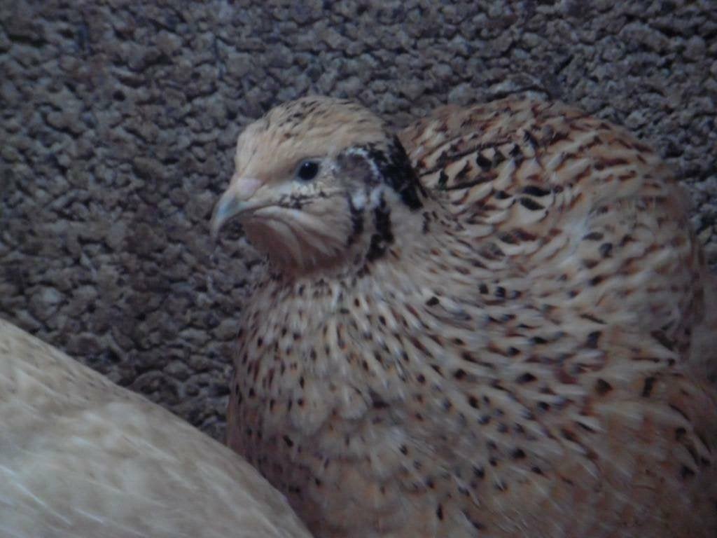 Japanse kwartels | Rustige dieren | Passend advies, Meerdere dieren, Overige soorten
