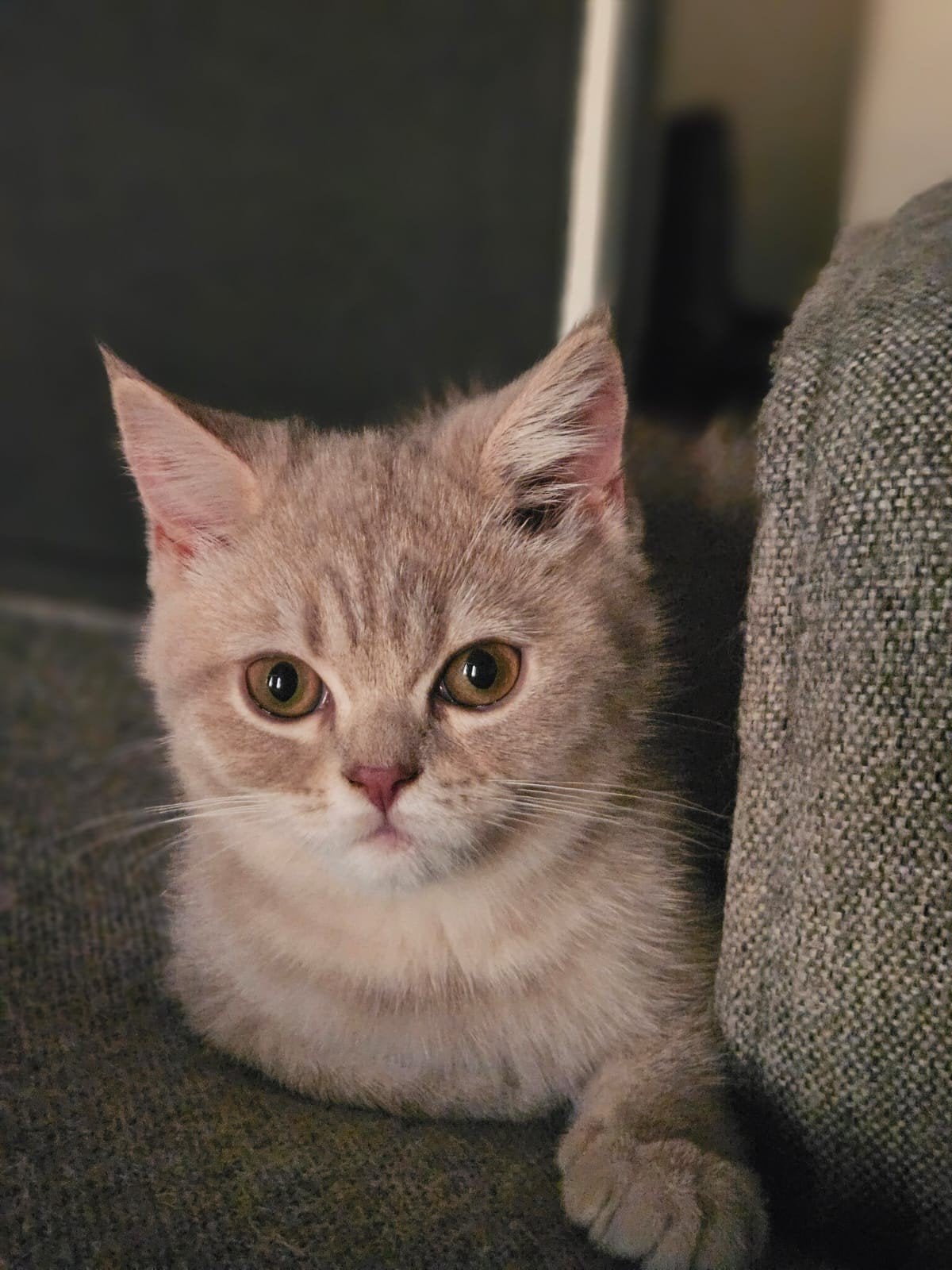 Britse korthaar katertje 6 mnd, Dieren en Toebehoren, Kater, Ontwormd, 0 tot 2 jaar