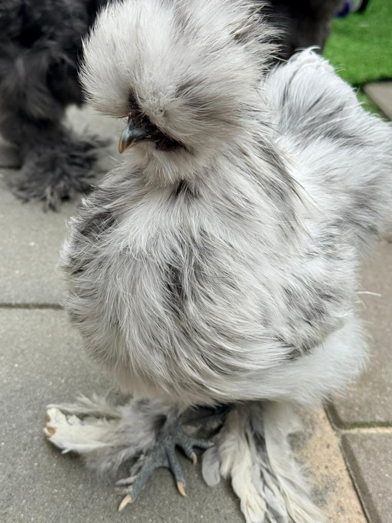 Lieve tamme zijdehoen haan, Dieren en Toebehoren, Pluimvee, Mannelijk, Kip