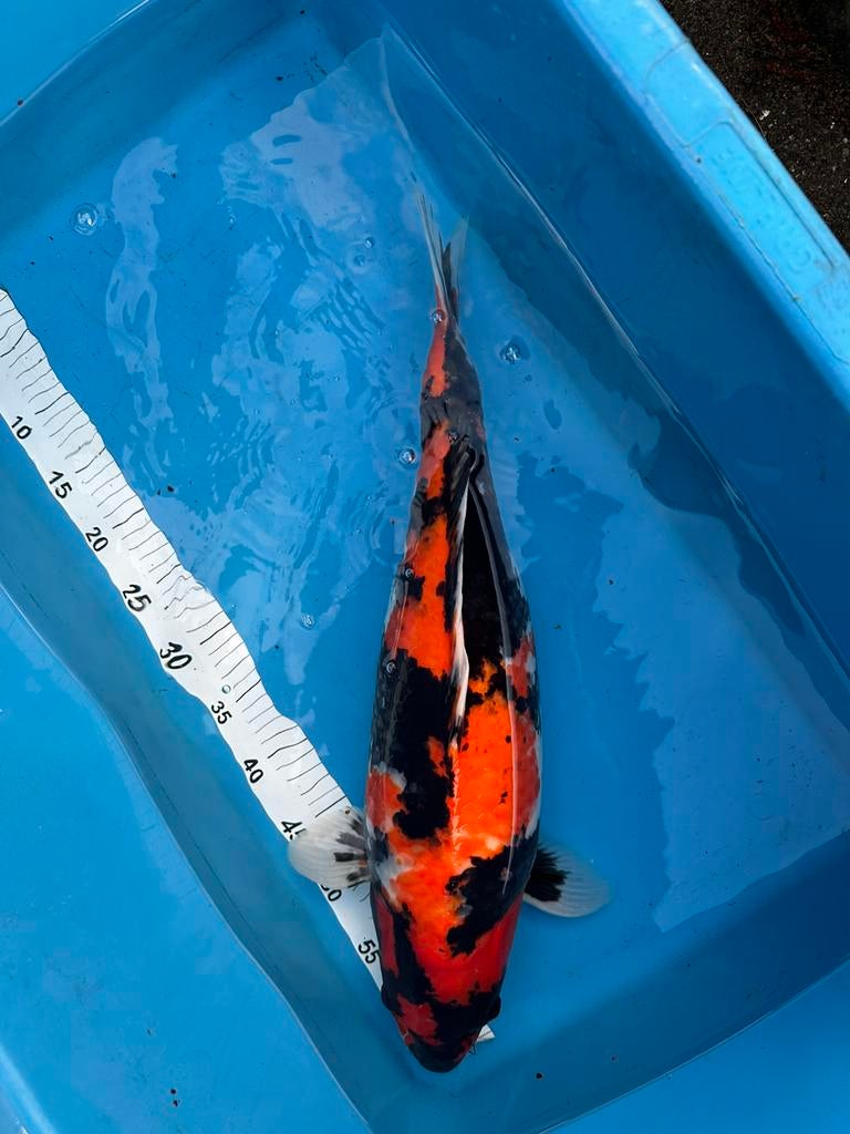 Prachtige showa koi, Dieren en Toebehoren, Karper of Koi
