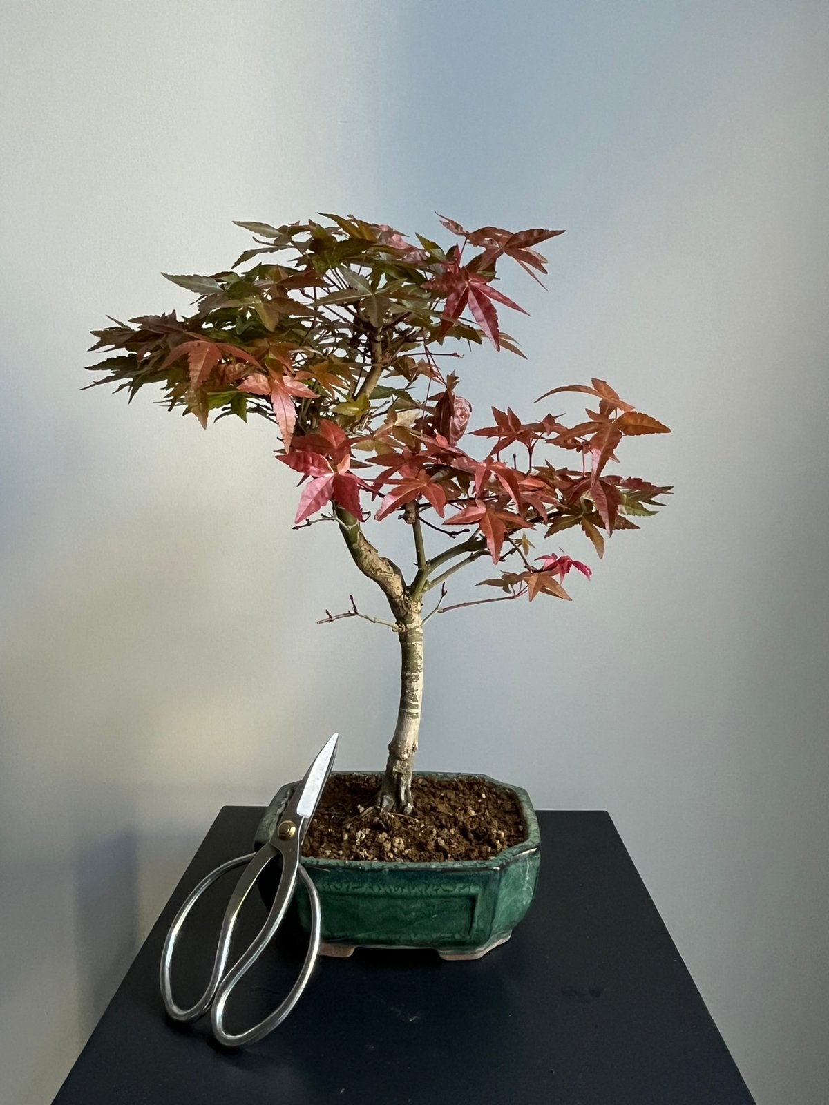 Japanse Esdoorn Deshojo Bonsai, Bloeit niet, Verzenden, Halfschaduw, Overige soorten