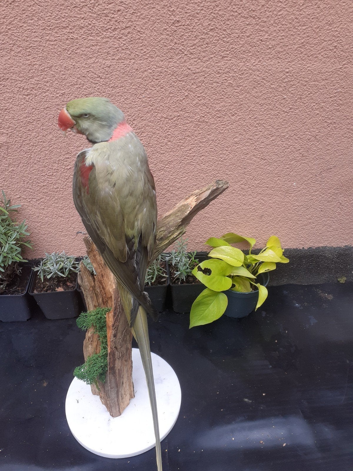Opgezette Alexanderparkiet met vaste pootring, Taxidermie, Verzamelen, Ophalen of Verzenden, Nieuw, Vogel, Opgezet dier