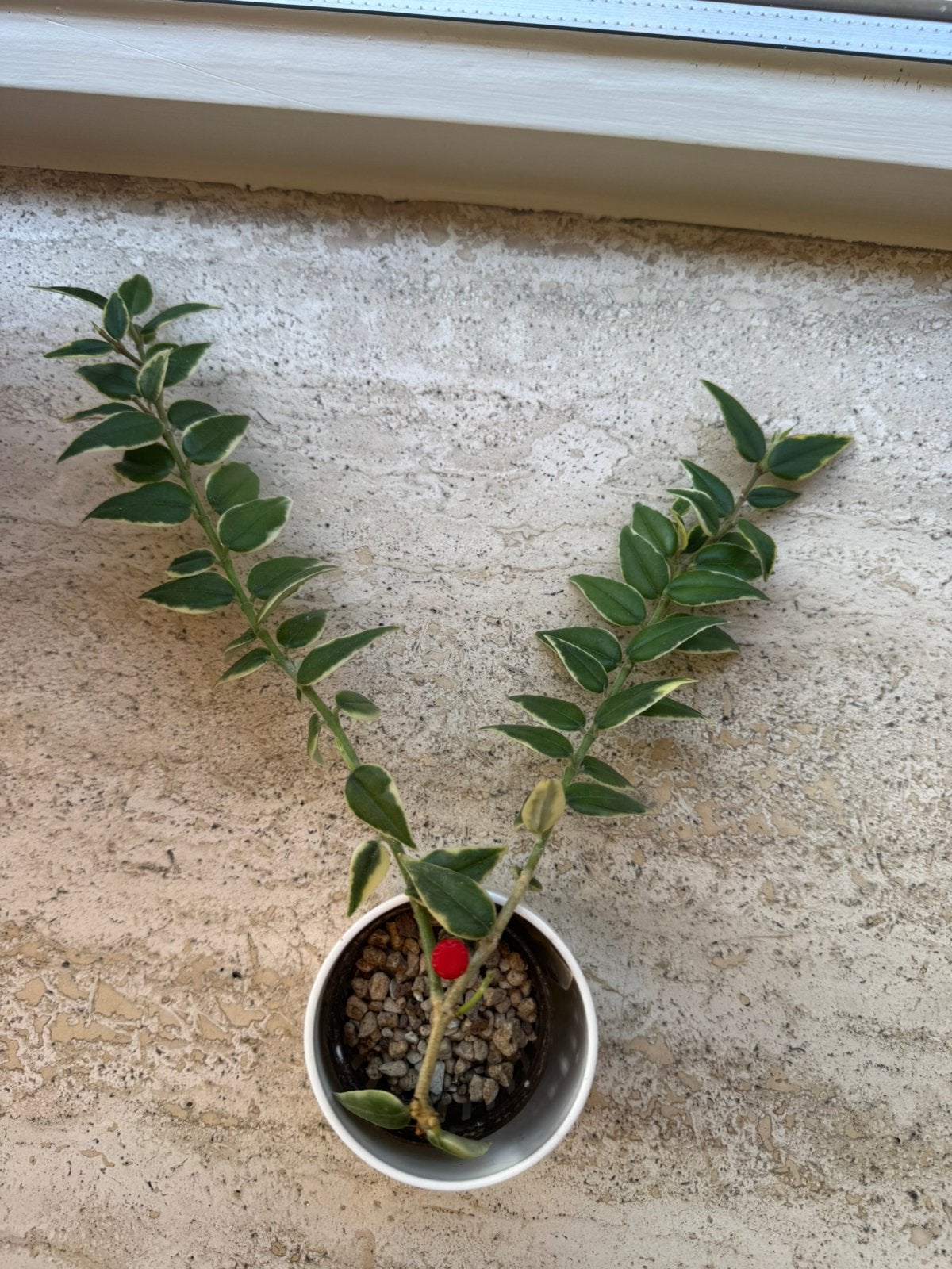 Hoya Bella Anneke Buis, Huis en Inrichting, Kamerplanten, Ophalen of Verzenden, Halfschaduw, Minder dan 100 cm