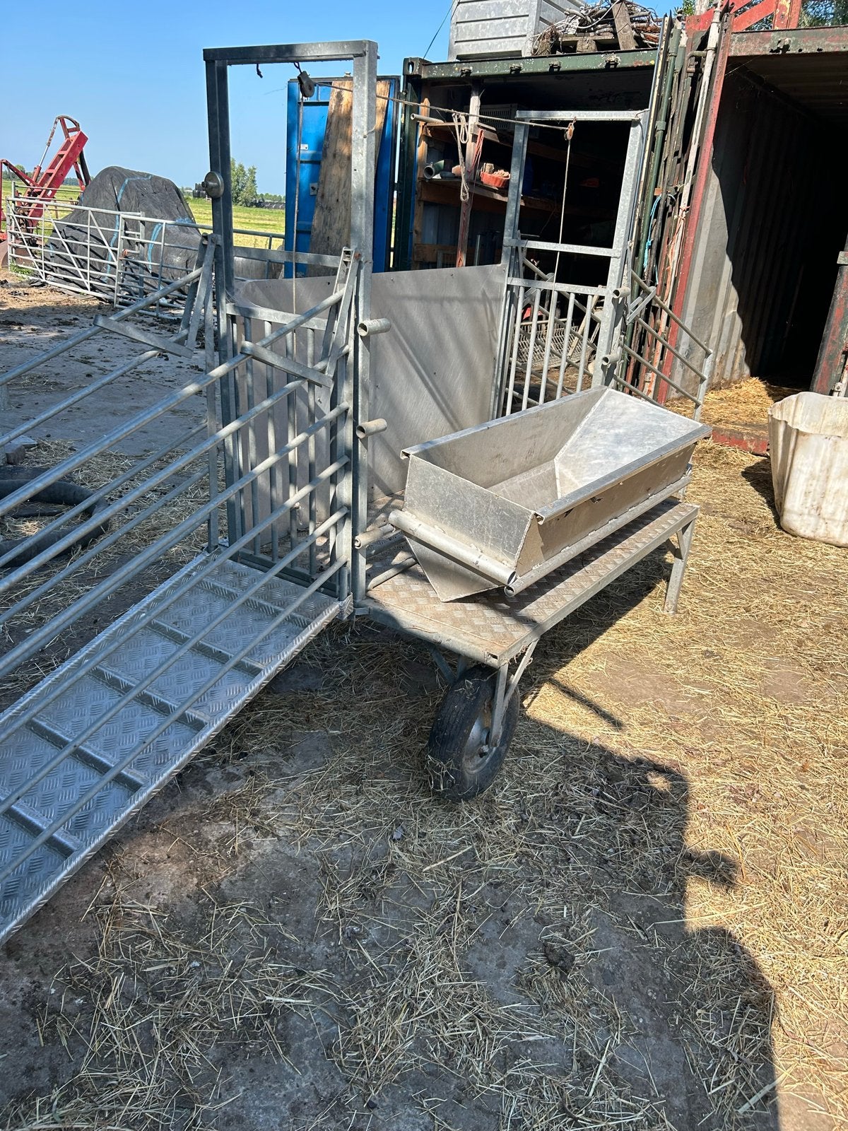 Schapen behandelbox, Vrouwelijk, Schaap