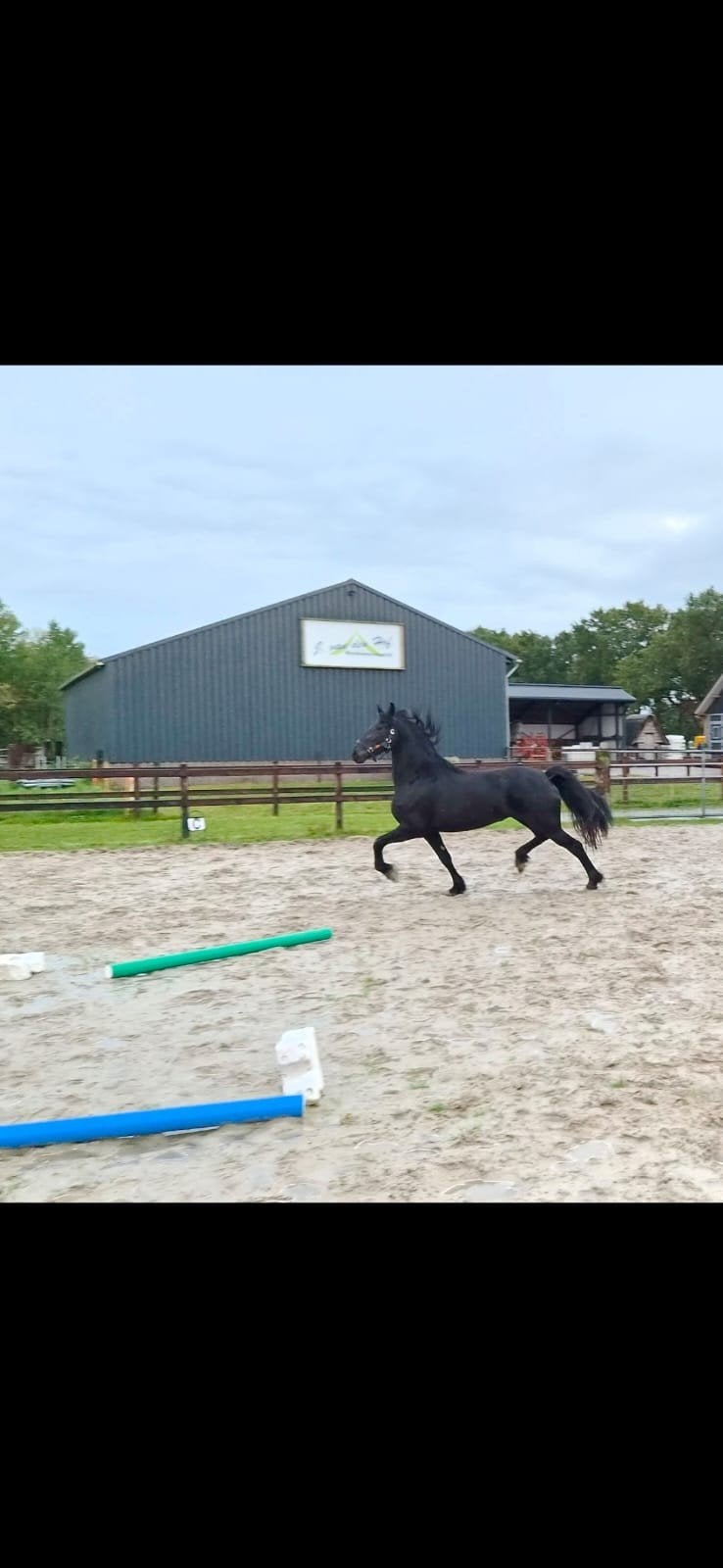 Meerdere friese paarden te koop, Dieren en Toebehoren, Merrie, Dressuurpaard, Met stamboom