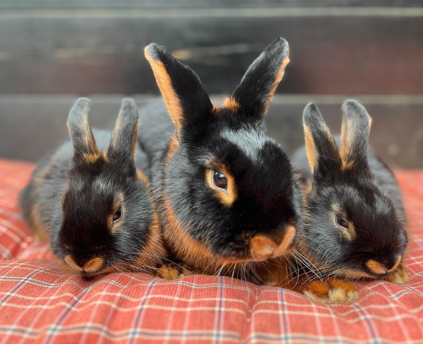 twee lieve Tan konijntjes, Dieren en Toebehoren, Konijnen, Meerdere dieren, Middelgroot, 0 tot 2 jaar