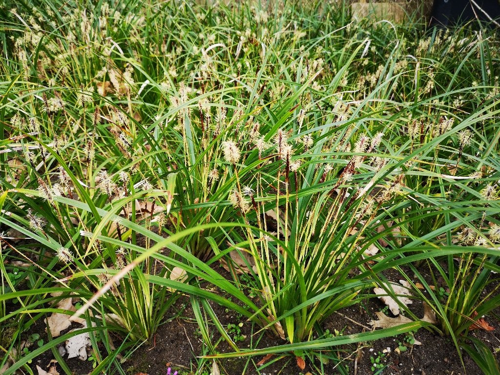 Foto 3 van Carex Morowii siergras bodembedekker Zegge groter dan P9