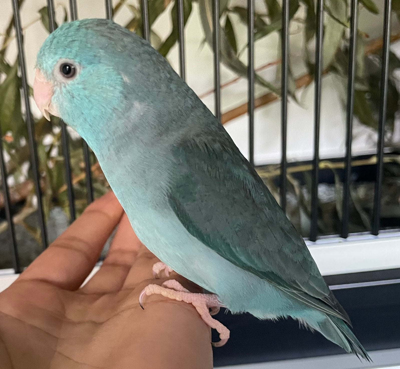 Tam forpus popje., Dieren en Toebehoren, Vrouwelijk, Dwergpapegaai of Agapornis, Geringd