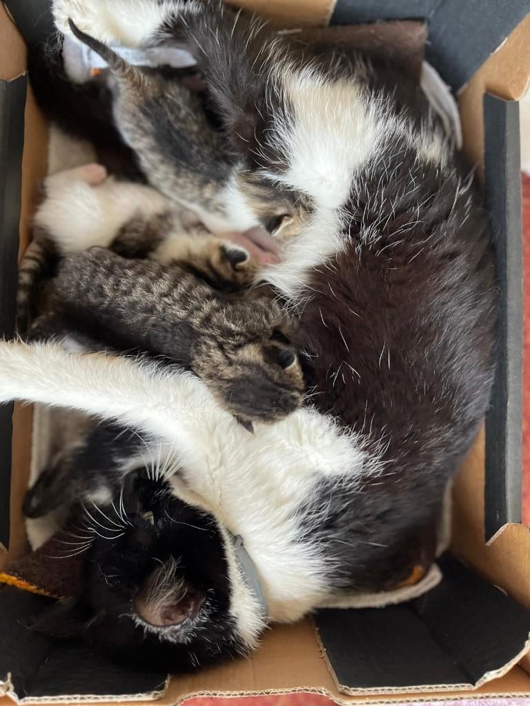 Lieve kittens, Meerdere dieren, Kortharig, 0 tot 2 jaar