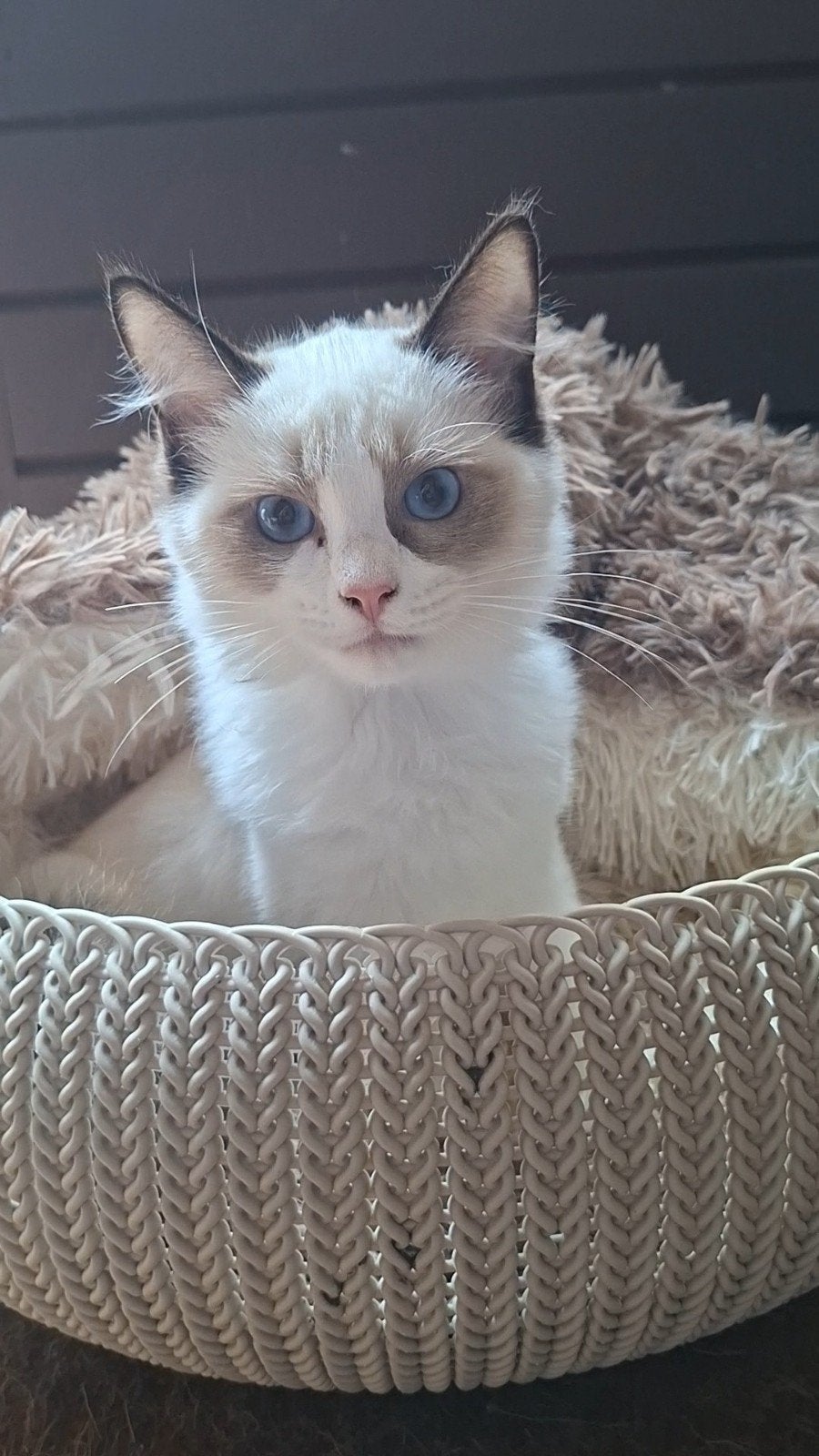 Ragdoll Kater Biscuit met Stamboom – Verhuisklaar, Kater, Gechipt, 0 tot 2 jaar