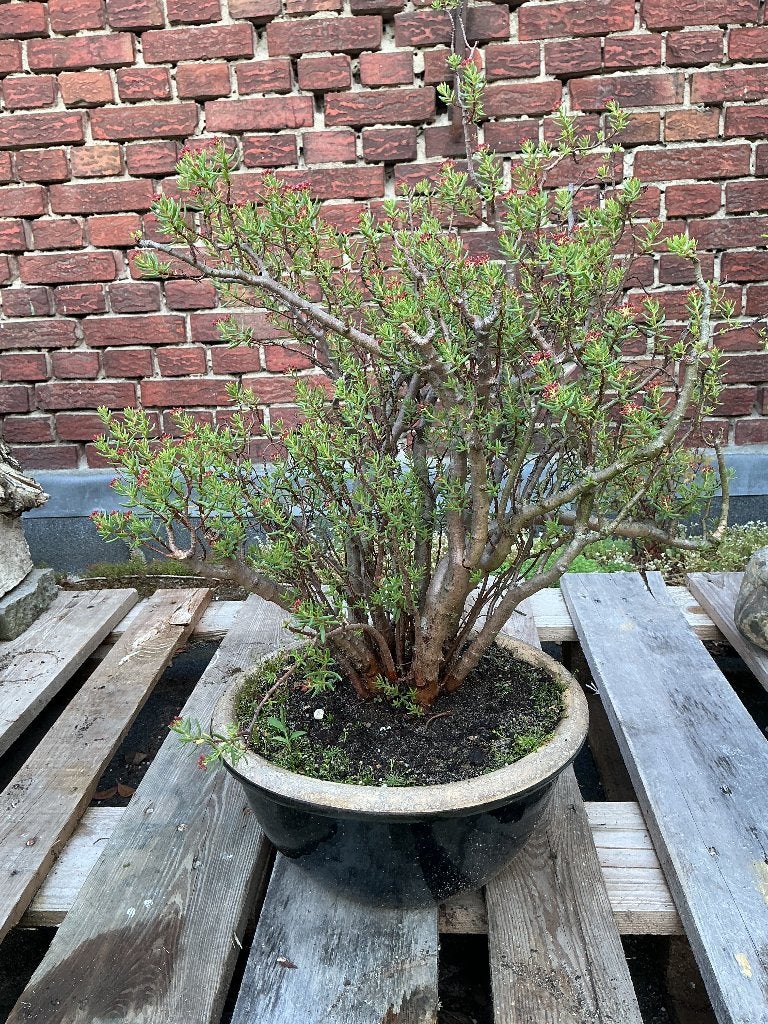 Bonsai crassula, Overige soorten, Minder dan 100 cm, Zomer, Ophalen