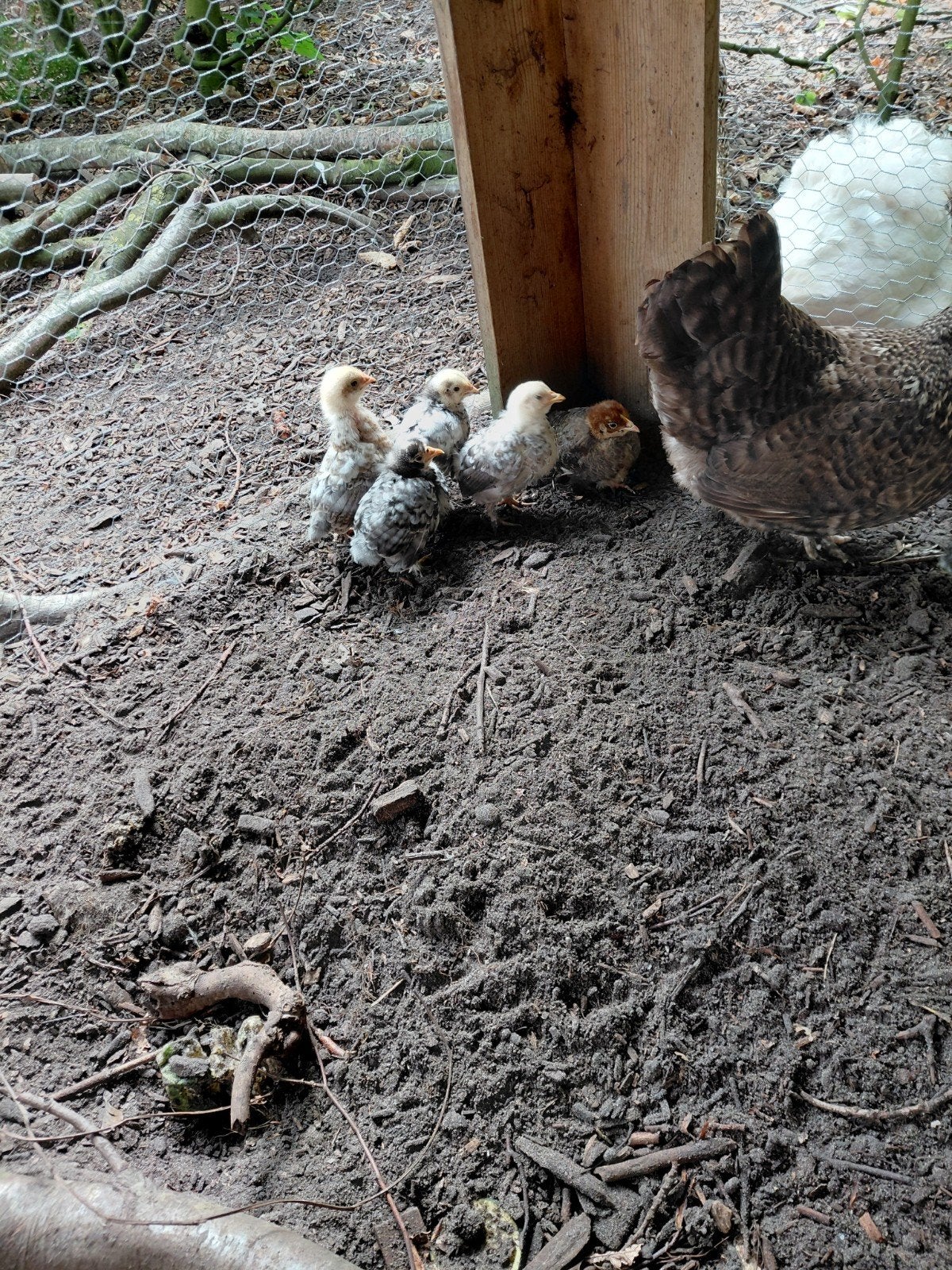 Kuikens, Meerdere dieren, Kip